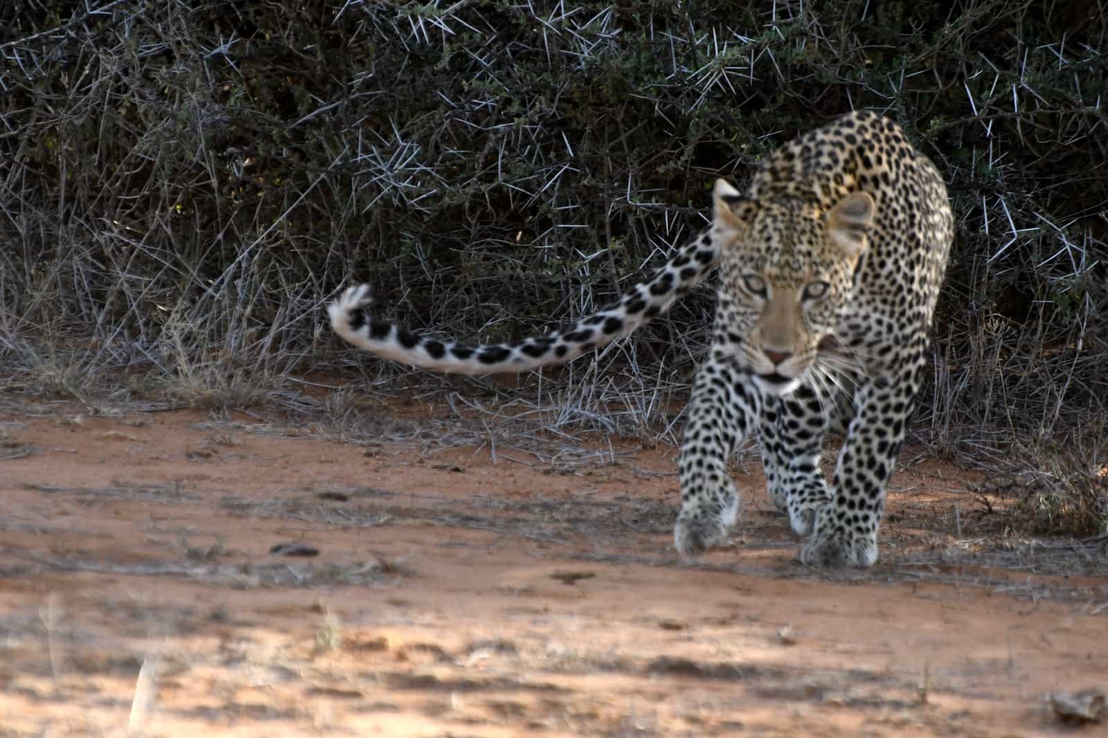 Cheetah Resting in Samburu