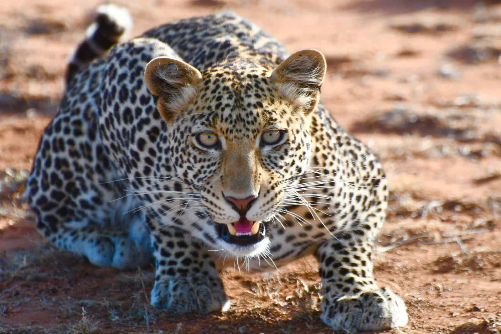 Cheetah on Safari in Samburu