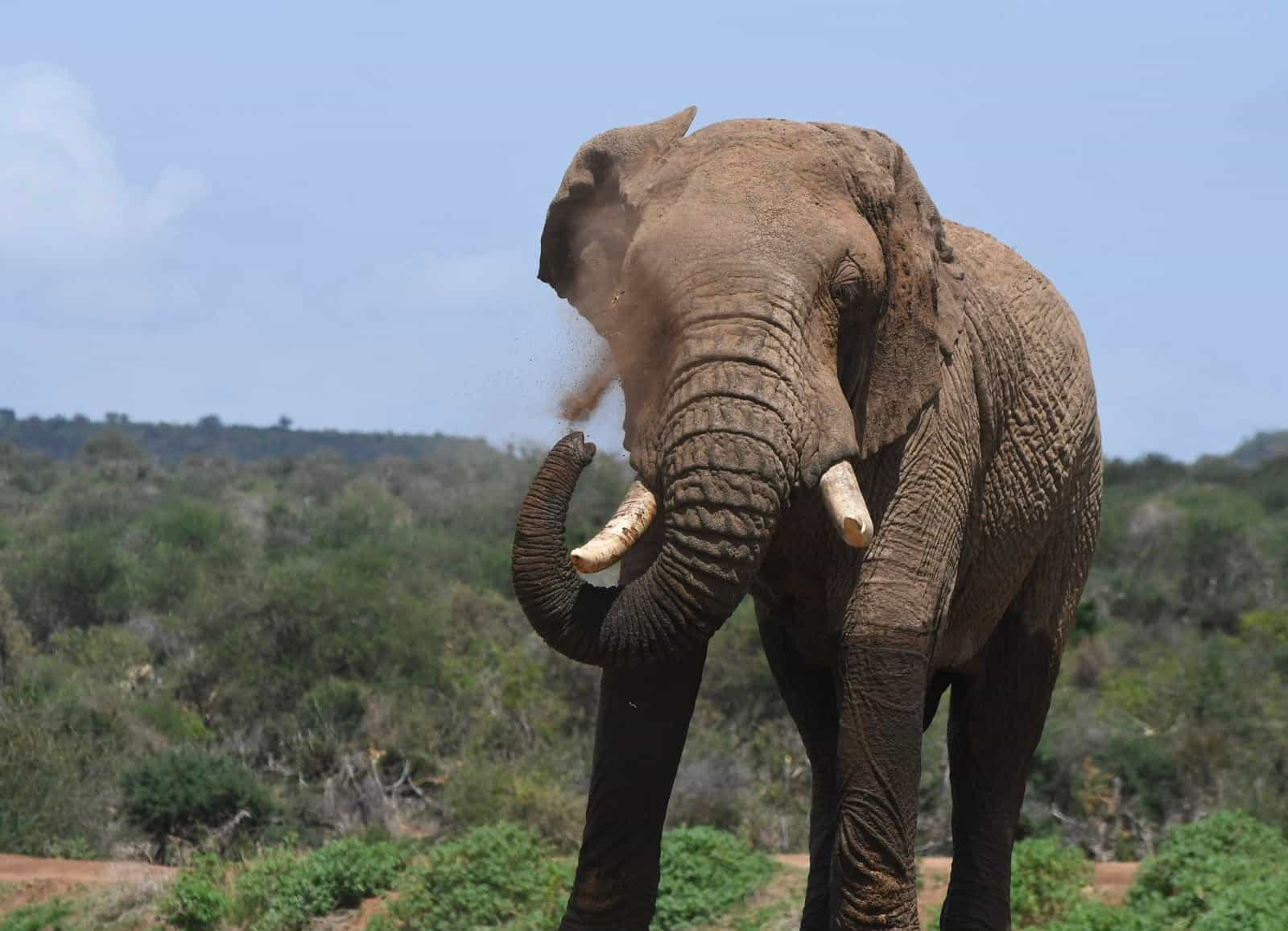 African Elephant in Samburu