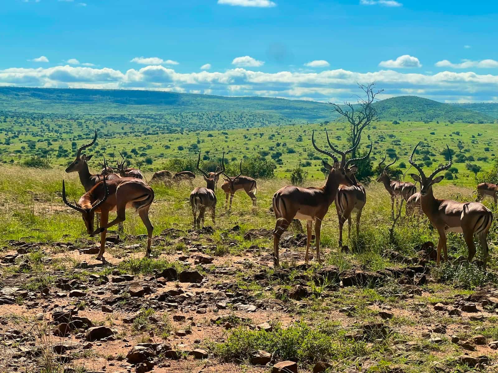 Gazelle in Samburu National Reserve