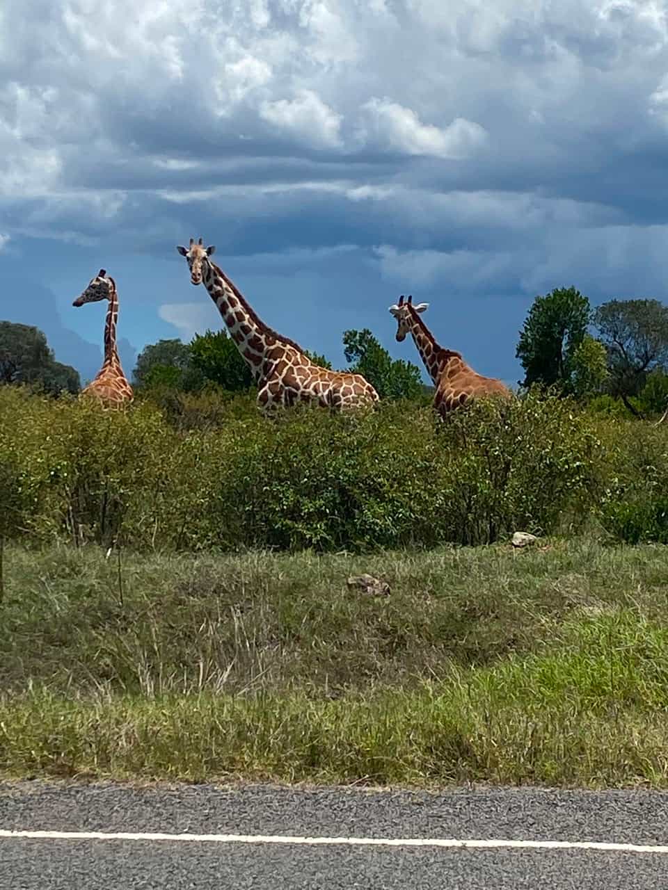 Reticulated Giraffe in Samburu