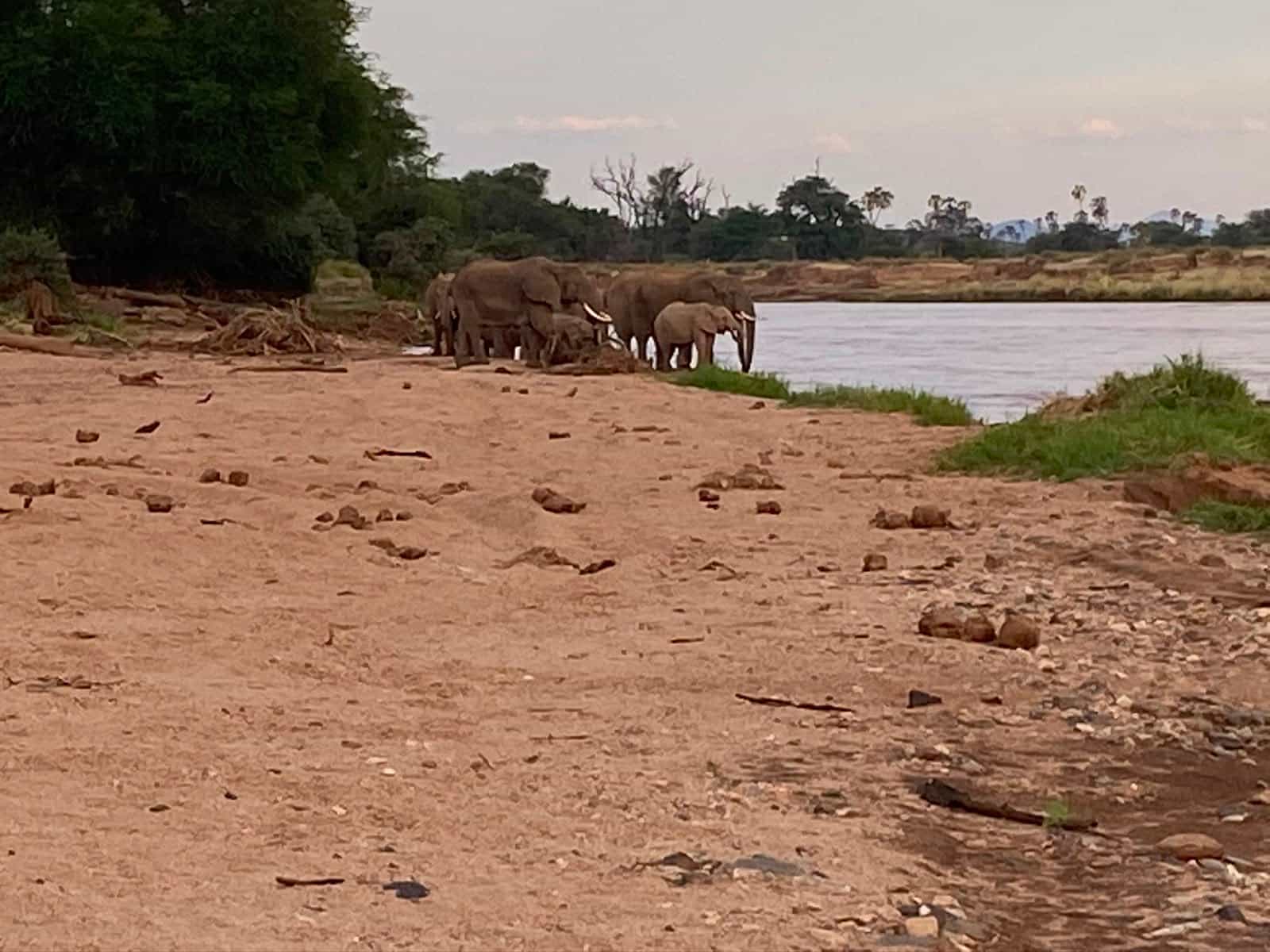 Samburu Wetland and Wildlife Habitat