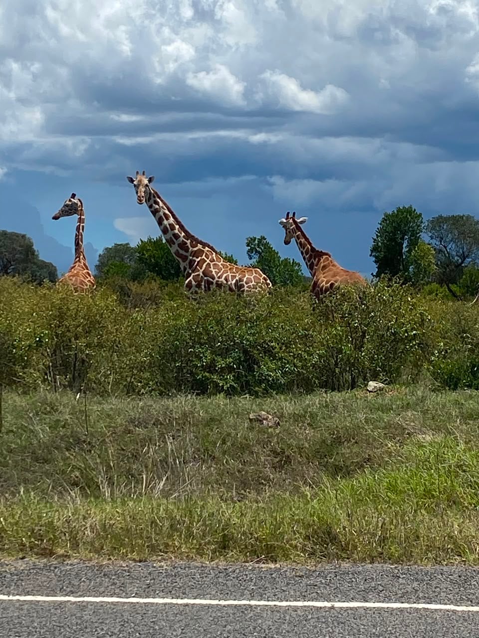 Safari Expeditions 5