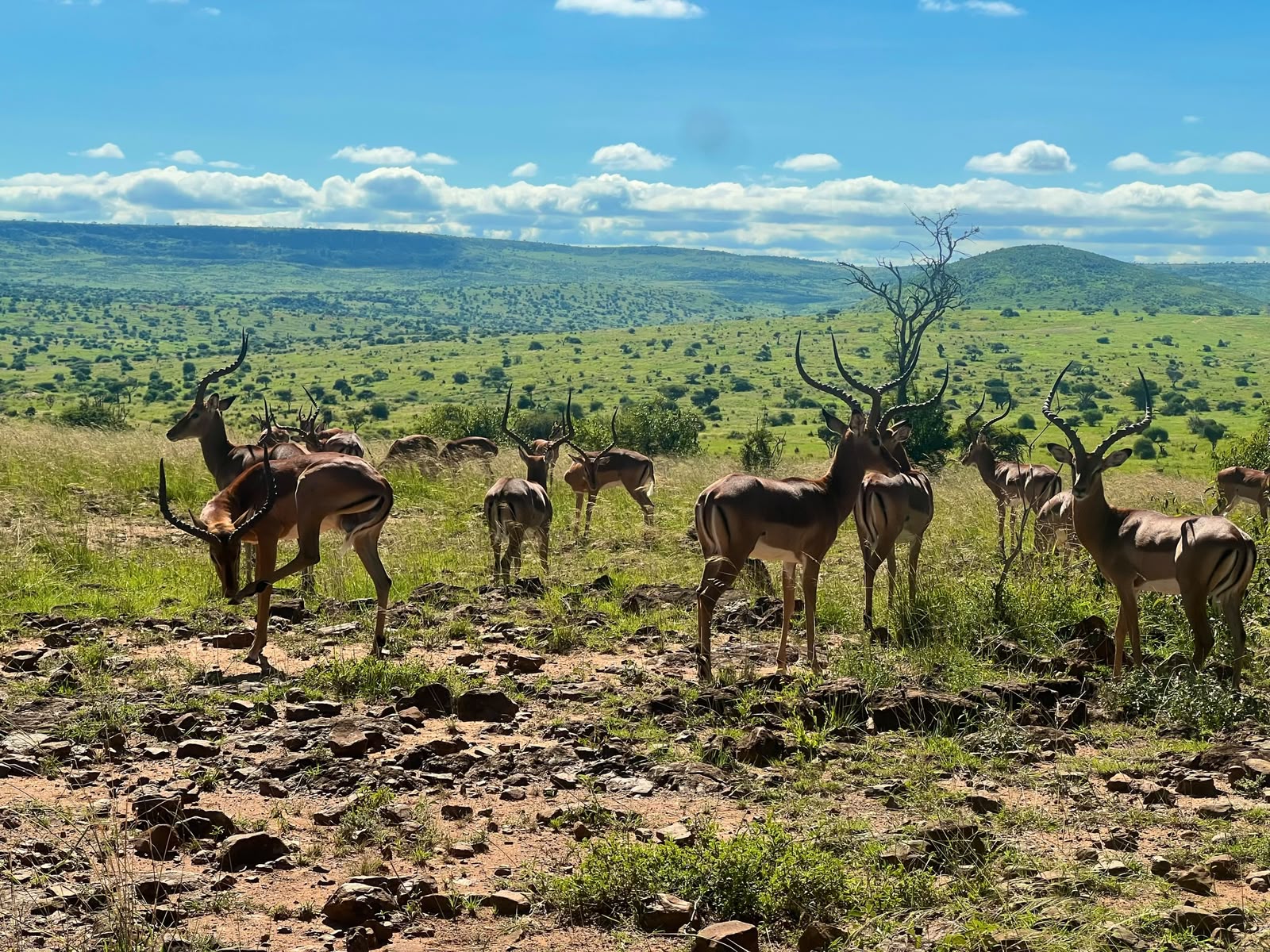 Gazelle on the savanna